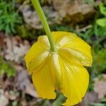 Ranunculus gramineus Flors