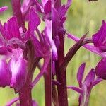 Anacamptis laxiflora Blomst