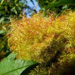 Rosa squarrosa Otro
