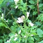 Cardamine flexuosaFleur