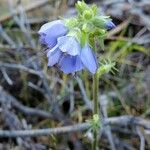 Polemonium caeruleumКвітка