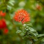 Combretum constrictum Flower