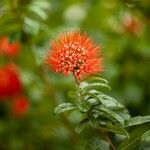 Combretum constrictum 花