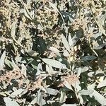 Atriplex portulacoides ഇല