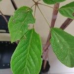Handroanthus albus Leaf