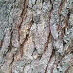 Pinus nigra Bark