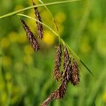 Carex frigida Mosusu