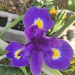Iris latifolia Bloem