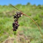 Luzula spicata ഫലം