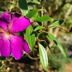 Pleroma semidecandrum Blomst