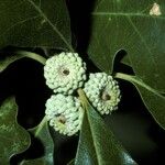 Quercus macrocarpa Fruit