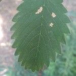 Zelkova carpinifolia برگ