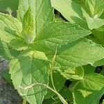 Mentha longifolia Fuelha