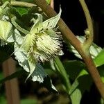 Rubus occidentalis Kvet