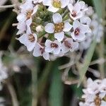 Lobularia maritimaফুল