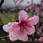 Prunus persica花