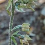 Epipactis microphylla Blomma