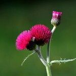 Cirsium rivulare Fula