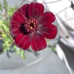 Cosmos atrosanguineus Flor