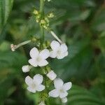 Gonzalagunia hirsuta Квітка