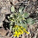 Physaria chambersii Hoja