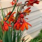 Crocosmia aureaКветка