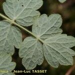 Thalictrum foetidum Leaf