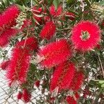 Callistemon citrinusFlower