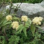 Sambucus racemosa Flor