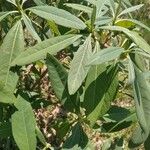 Crotalaria juncea Blad