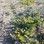 Ononis variegata Ďalší