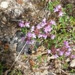 Thymus serpyllum Квітка