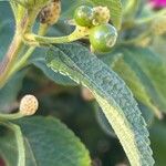 Lantana camara Owoc