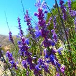 Trichostema lanatum Hábito