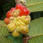 Perebea guianensis