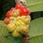 Perebea guianensis Fruto