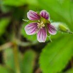 Geranium aculeolatum Flor