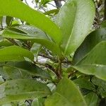 Xylocarpus granatum موطن