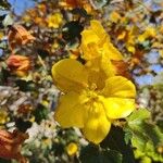 Fremontodendron californicum Yaprak