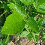 Allophylus rubifolius Leaf