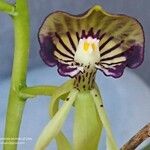 Prosthechea cochleata 花