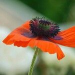 Papaver orientale ᱮᱴᱟᱜ