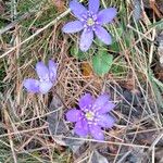 Anemone hepaticaBlodyn