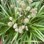 Eryngium yuccifolium Frucht