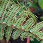 Nephrolepis biserrata Sonstige