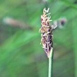 Eleocharis multicaulis Flor