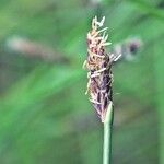 Eleocharis multicaulis Цветок