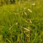 Anthericum ramosum Fula
