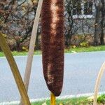 Typha angustifolia ഫലം