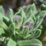 Alkanna tinctoria Flower